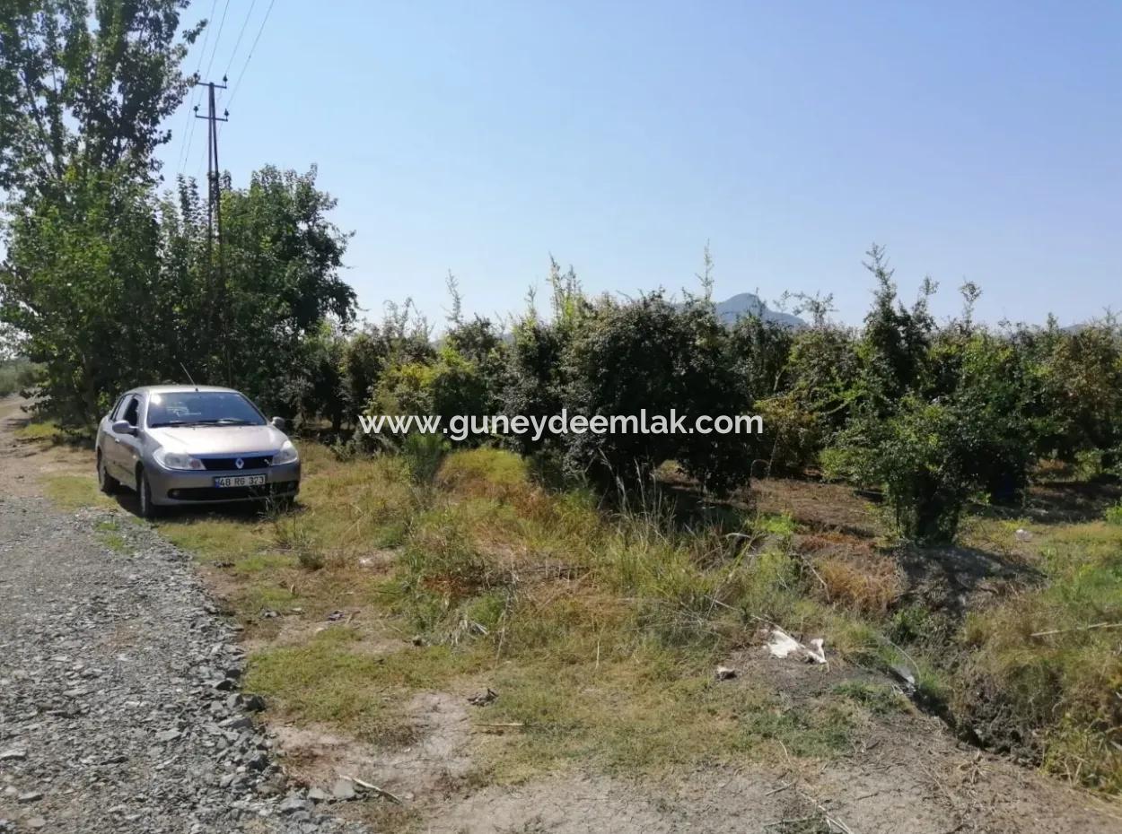 Granatapfelgarten Zum Verkauf In Mugla Ortaca Tepearasi