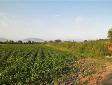 10 000 M2 Fruchtbares Land Zum Verkauf In Mugla Ortaca Mergenli