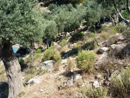 Olivenhain Mit Meerblick Zum Verkauf In Köyceğiz Ekincik