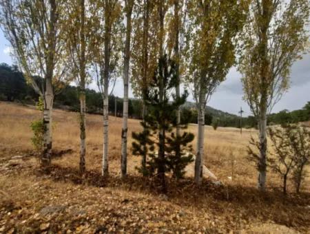 6 230 M2 Fruchtbares Land Zur Miete In Çameli Cumaalanı