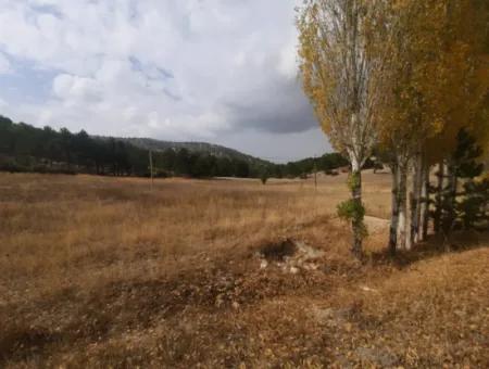 6 230 M2 Fruchtbares Land Zur Miete In Çameli Cumaalanı