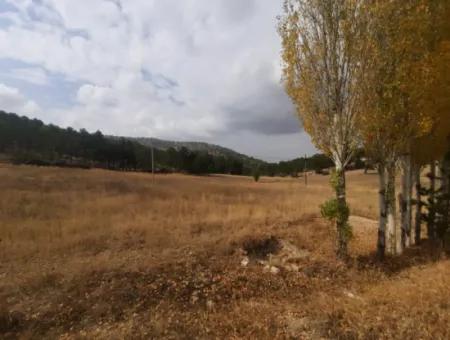 6 230 M2 Fruchtbares Land Zur Miete In Çameli Cumaalanı