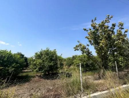 15 000 M2 Zitronengarten Zum Verkauf In Dalyan Eskiköy