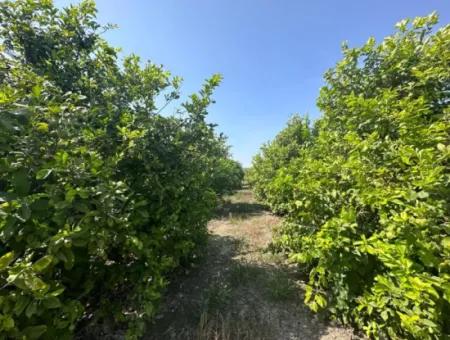 15 000 M2 Zitronengarten Zum Verkauf In Dalyan Eskiköy