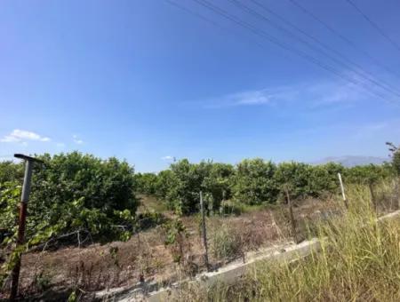 15 000 M2 Zitronengarten Zum Verkauf In Dalyan Eskiköy