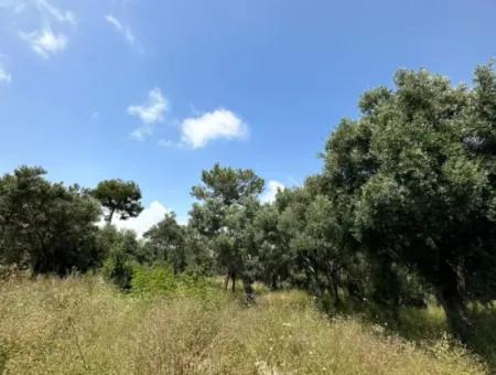 5 800 M2 Günstiger Olivenhain Mit Meerblick Zum Verkauf In Muğla Ortaca Fevziye