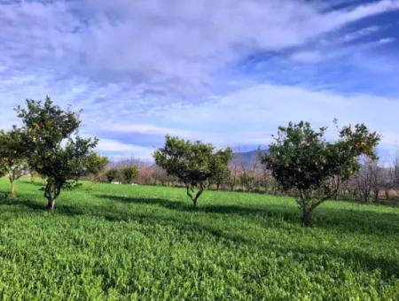 1500 M2 Freistehendes Grundstück In Der Natur Zum Verkauf In Ortaca Okçular