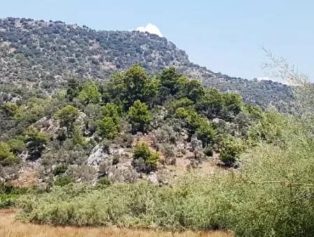 Grundstück Mit Meerblick Zum Verkauf In Mugla Dalaman Kapıkargın