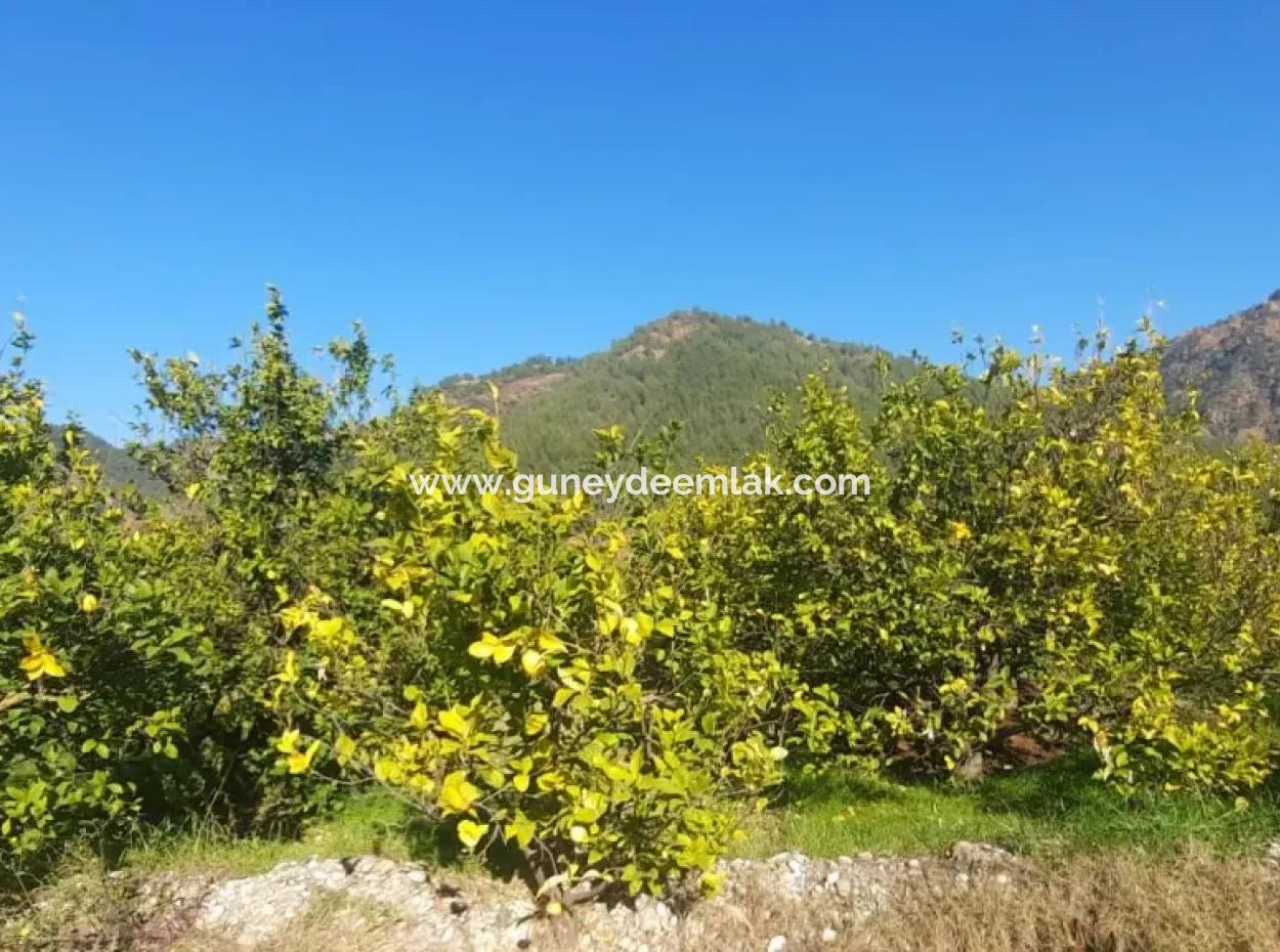 Muğla Ortaca Okçular Neighborhood Shares 5818 M2 Lemon Field