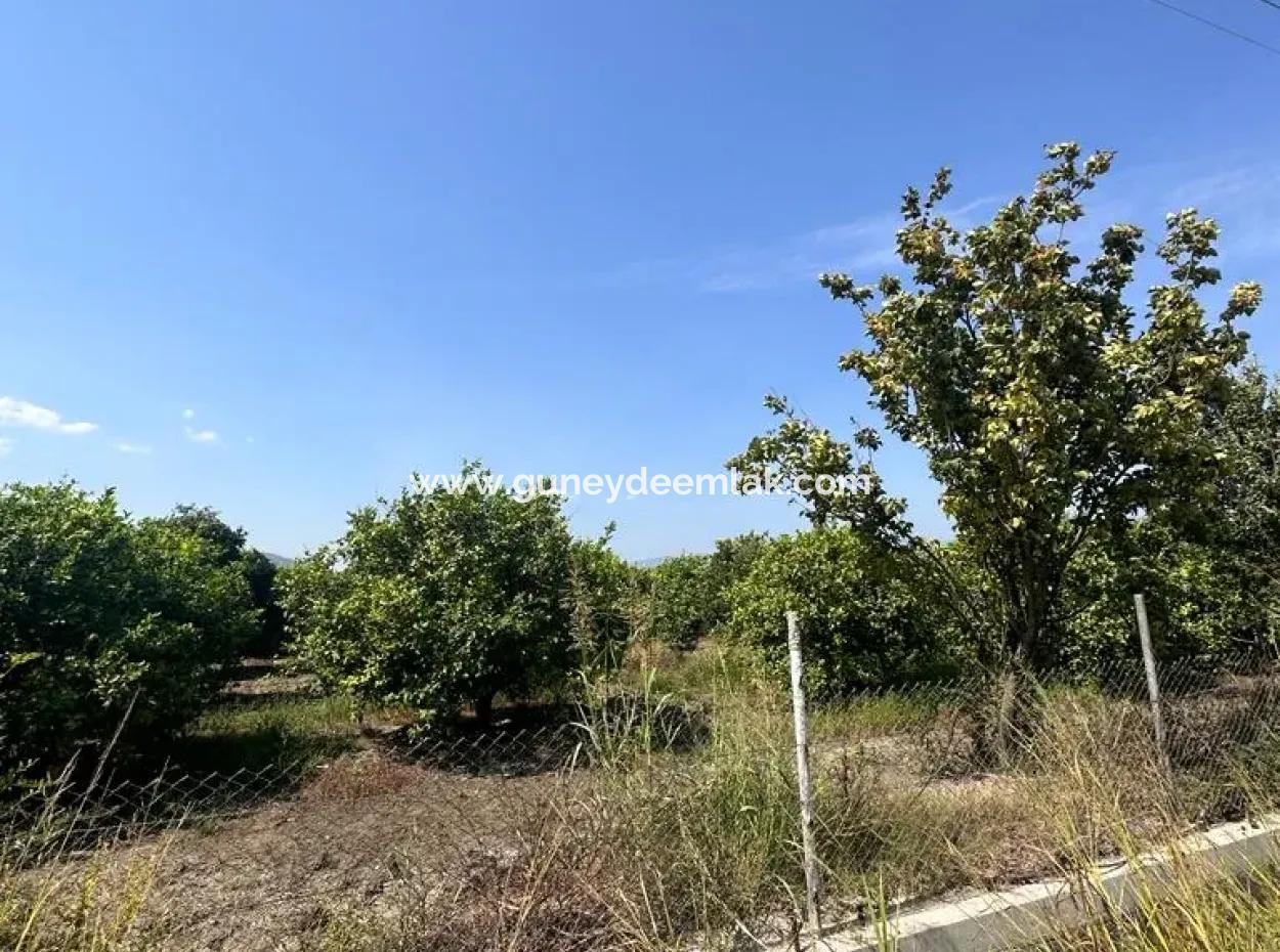 15 000 M2 Lemon Garden For Sale In Dalyan Eskiköy