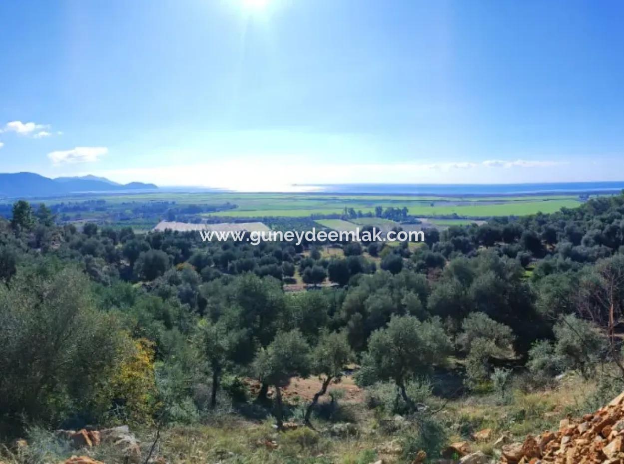 11.000M2 Olive Grove For Sale In Fevziye With Magnificent Nature And Sea View