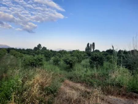 3500 M2 Orange And Tangerine Garden For Sale In Köyceğiz Toparlar