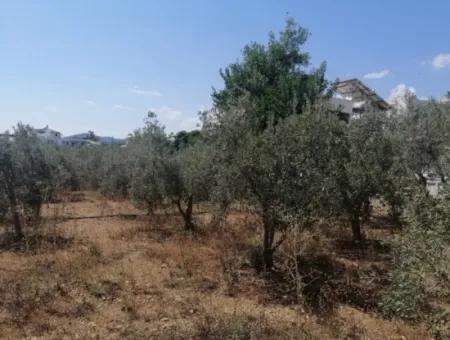 2720 M2 Field For Sale In Fethiye Eldirek, Muğla.