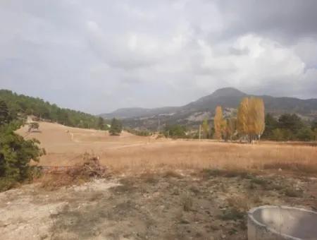 6 230 M2 Fertile Land For Rent In Çameli Cumaalanı