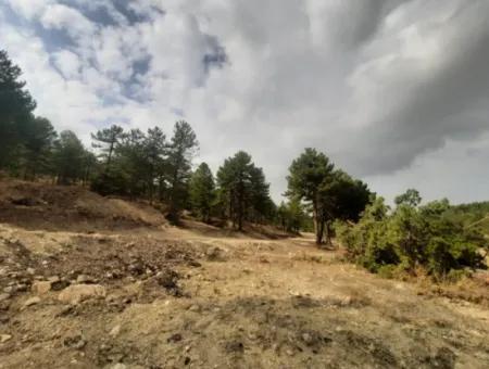 6 230 M2 Fertile Land For Rent In Çameli Cumaalanı