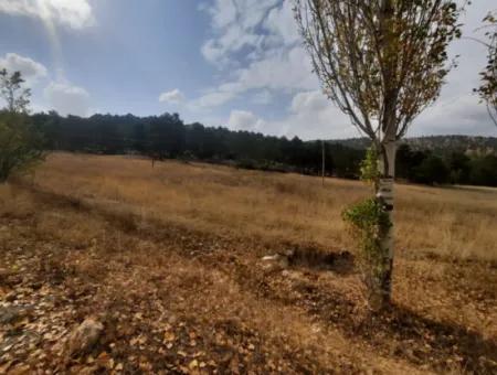 6 230 M2 Fertile Land For Rent In Çameli Cumaalanı