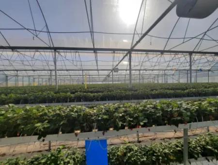 6 500 M2 Fully Automatic High Strawberry Greenhouse For Sale In Fethiye