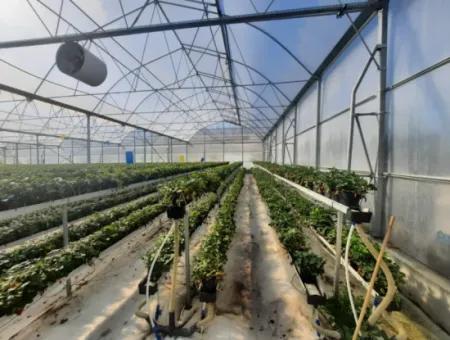 6 500 M2 Fully Automatic High Strawberry Greenhouse For Sale In Fethiye