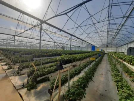 6 500 M2 Fully Automatic High Strawberry Greenhouse For Sale In Fethiye