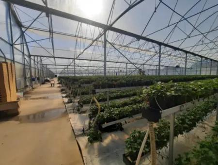 6 500 M2 Fully Automatic High Strawberry Greenhouse For Sale In Fethiye