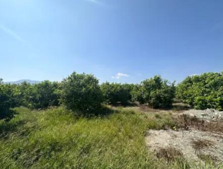 15 000 M2 Lemon Garden For Sale In Dalyan Eskiköy