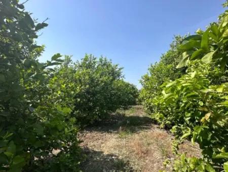 15 000 M2 Lemon Garden For Sale In Dalyan Eskiköy