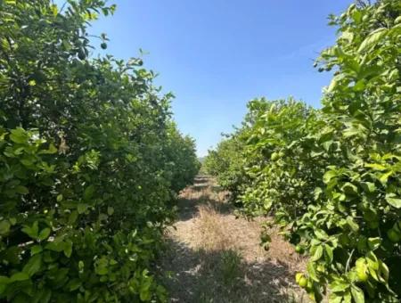 15 000 M2 Lemon Garden For Sale In Dalyan Eskiköy