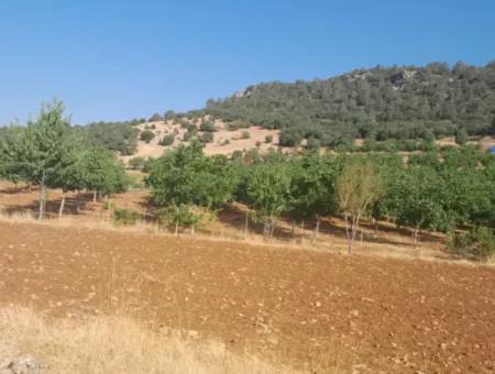 Field For Sale In Muğla Kemaliye 750 M2 And Tiny House