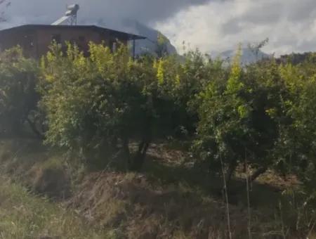 7833 M2 Detached Field For Sale In Muğla Ortaca Eskiköy