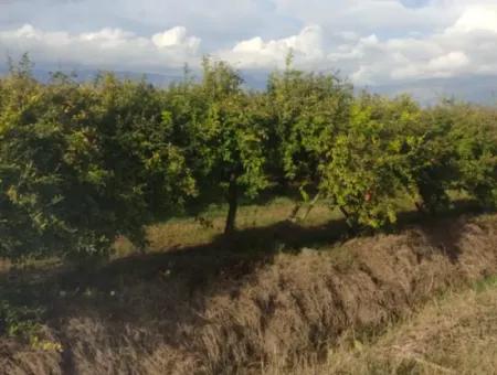 7833 M2 Detached Field For Sale In Muğla Ortaca Eskiköy