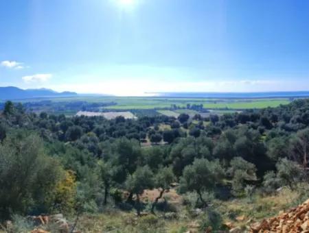 11.000M2 Olive Grove For Sale In Fevziye With Magnificent Nature And Sea View