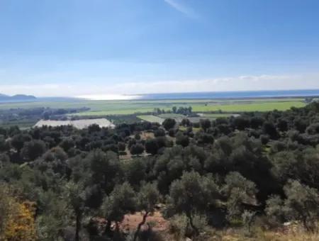 11.000M2 Olive Grove For Sale In Fevziye With Magnificent Nature And Sea View