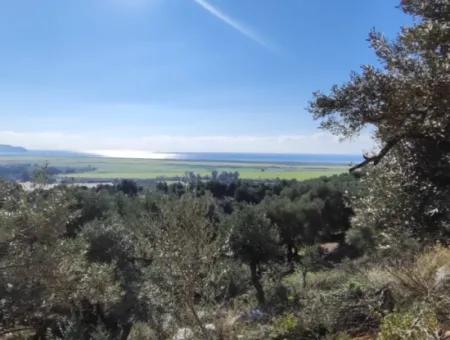 11.000M2 Olive Grove For Sale In Fevziye With Magnificent Nature And Sea View