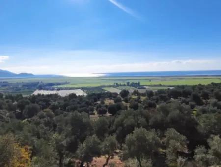 11.000M2 Olive Grove For Sale In Fevziye With Magnificent Nature And Sea View