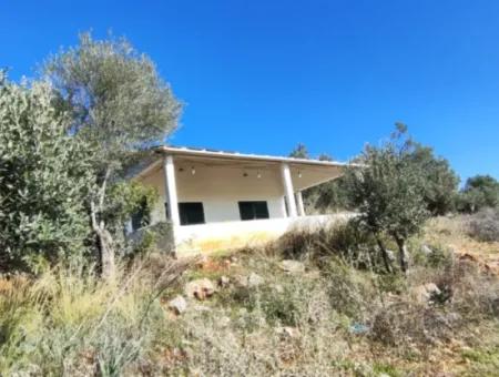 11.000M2 Olive Grove For Sale In Fevziye With Magnificent Nature And Sea View