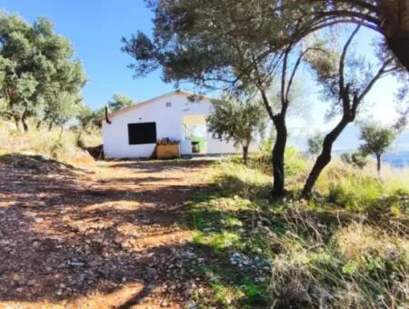 11.000M2 Olive Grove For Sale In Fevziye With Magnificent Nature And Sea View