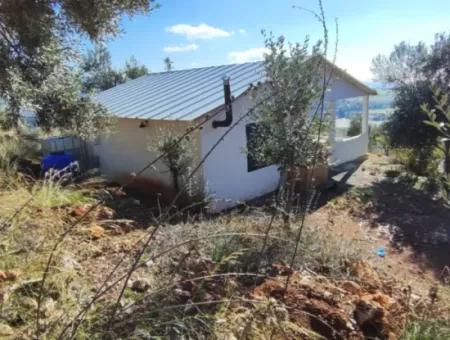 11.000M2 Olive Grove For Sale In Fevziye With Magnificent Nature And Sea View