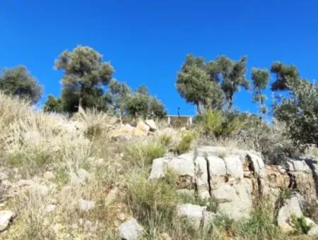 11.000M2 Olive Grove For Sale In Fevziye With Magnificent Nature And Sea View