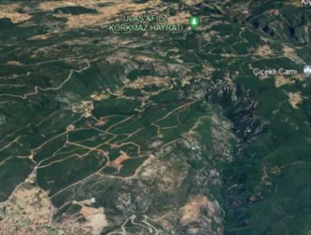 25 Acres Of Land In The Forest In Muğla Ula Armutçuk For Sale        