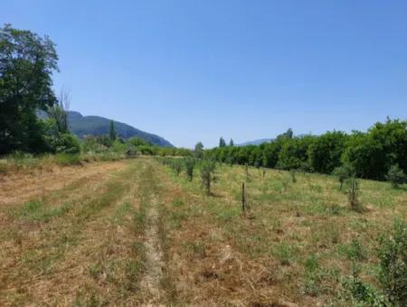 750 M2 Share Of 5 200 M2 Land In Ortaca Kemaliye Is For Sale