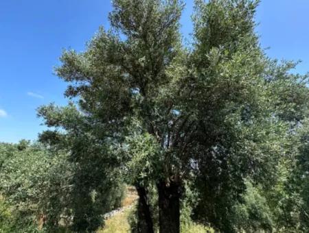 5 800 M2 Bargain Olive Grove With Sea View For Sale In Muğla Ortaca Fevziye