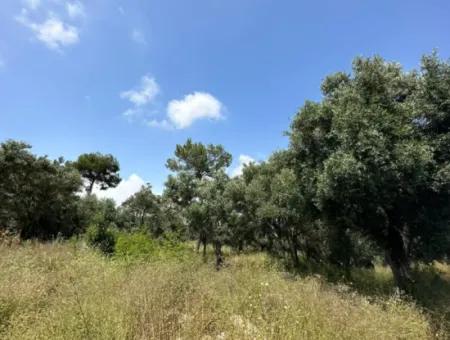 5 800 M2 Bargain Olive Grove With Sea View For Sale In Muğla Ortaca Fevziye