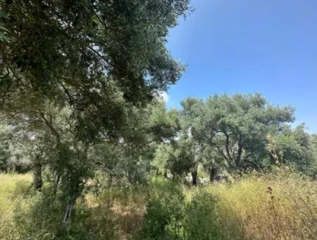 5 800 M2 Bargain Olive Grove With Sea View For Sale In Muğla Ortaca Fevziye