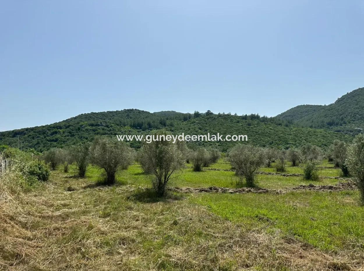 Ortaca Fevziye De 1644 M2, 250 M2 İnşaat İzinli Arsa Satılık