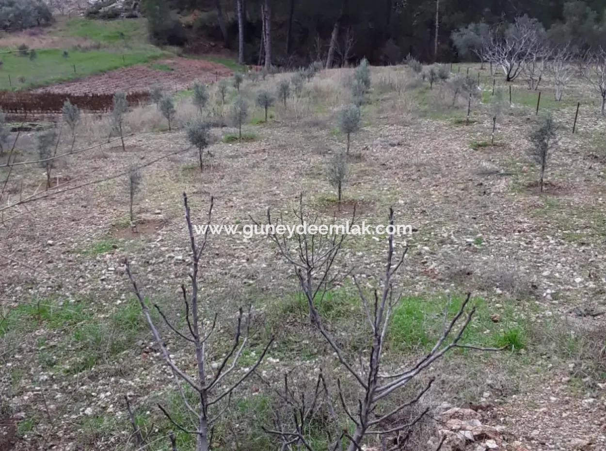 Muğla  Dalaman Gürleyik Mahallesinde Bitişik 2 Parsel, 1700 M2 Bahçe Satılık.