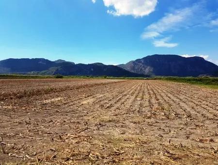 Muğla Ortaca Güzelyurtta Satılık Verimli Kelepir Arazi