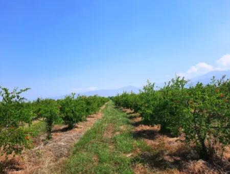 Muğla Ortaca Tepearasında Satılık Kelepir Müstakil 22 250 Arazi