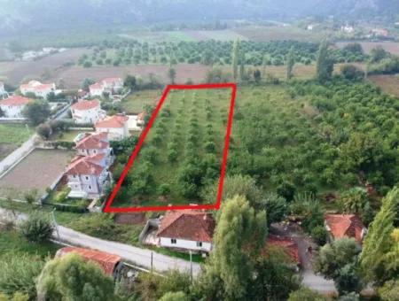 Muğla Ortaca Marmarlıda 4.000 M2  Limon Bahçesi 5 Yıllık Kiralık