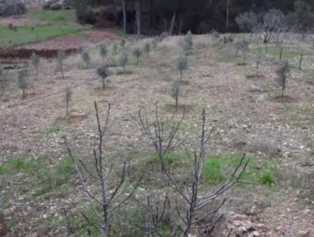 Muğla  Dalaman Gürleyik Mahallesinde Bitişik 2 Parsel, 1700 M2 Bahçe Satılık.