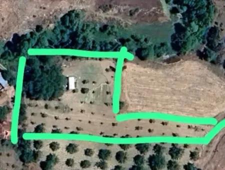 Denizli Çameli Cevizli De 3500 M2 İmarlı Ceviz Bahçesi Satılık